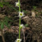 Mitella diphylla Fruto