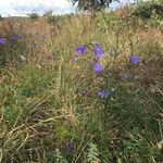 Campanula rotundifoliaFlower