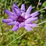 Catananche caeruleaKvět