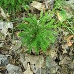 Lycopodium dendroideum Foglia