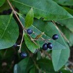 Ligustrum ovalifolium Frucht