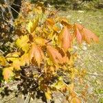 Acer glabrum Leaf