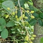 Alnus incana موطن