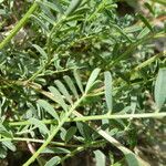 Hippocrepis comosa Blatt