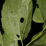 Colubrina triflora Blatt
