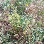 Trisetaria panicea Habit