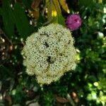 Viburnum rhytidophyllum Blüte