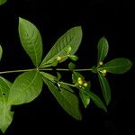 Rauvolfia tetraphylla 果實