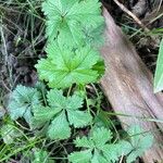 Potentilla anglica Лист