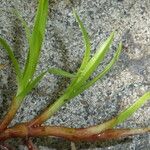 Kyllinga brevifolia Leaf