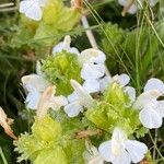 Pedicularis sylvaticaBlomst