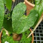 Aristolochia ringens Folio