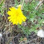 Hyoseris lucida Blüte