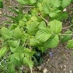 Rubus idaeus Habit