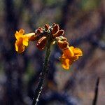 Argylia radiata Λουλούδι