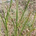 Bothriochloa ischaemum Leht