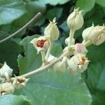 Rubus irenaeus Vrucht