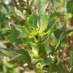 Grindelia chiloensis Лист