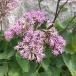 Adenostyles alpina Fula