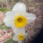 Narcissus × incomparabilis Květ