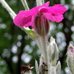 Silene coronaria Blüte