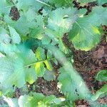 Brassica rapa Other
