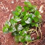 Peperomia pellucida 葉