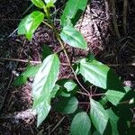 Aristotelia chilensis Fuelha
