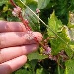 Cuscuta europaea 花