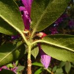 Rhododendron trichanthum Leaf