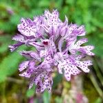 Neotinea tridentata Flower