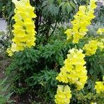 Antirrhinum majus Συνήθη χαρακτηριστικά