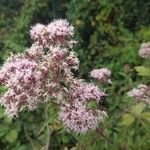 Eupatorium cannabinumÇiçek