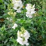 Antirrhinum majus Hábito