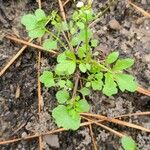 Cardamine bonariensis Leaf