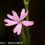Silene scabriflora Flor