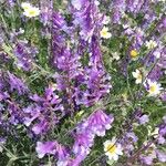 Vicia villosa Flor