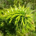 Cunninghamia lanceolata 葉