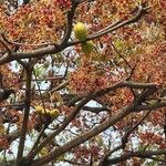 Sterculia foetida Hedelmä