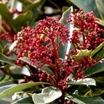 Skimmia japonica Leaf