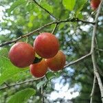 Prunus cerasifera Hedelmä