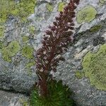 Saxifraga florulenta Habitus