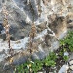 Artemisia genipi Flower