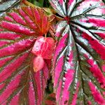 Begonia brevirimosa Leaf