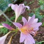 Lycoris squamigera Квітка