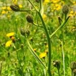 Crepis conyzifolia Flor