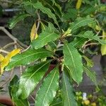 Pittosporum undulatum Leaf