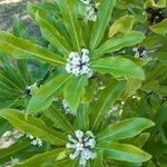 Pittosporum brevispinum Leaf