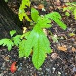 Sassafras albidumBlatt