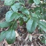 Ilex vomitoria List